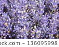 Lavender flowers close up background 136095998