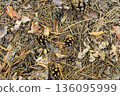 Leaf litter in pine forest floor 136095999