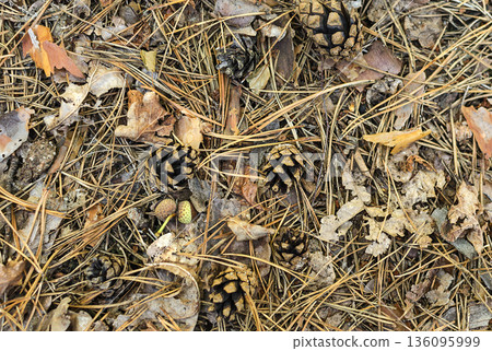 Leaf litter in pine forest floor 136095999