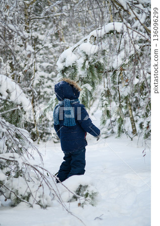 Little boy walking and playing in snowy winter forest. Natural childhood, winter season, outdoor lifestyle, family leisure, exploration and connection with nature. Little boy walking and playing in snowy winter forest. Natural childhood, winter season, outdoor lifestyle, family leisure, exploration and connection with nature. 136096299