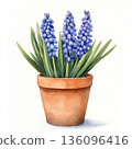 Watercolor spring flower muscari on white background 136096416