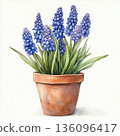 Watercolor spring flower muscari on white background 136096417