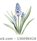 Watercolor spring flower muscari on white background 136096418