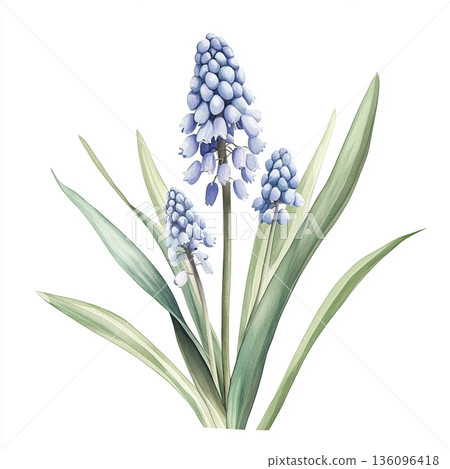 Watercolor spring flower muscari on white background Watercolor spring flower muscari on white background 136096418