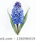 Watercolor spring flower hyacinth on white background 136096419