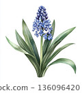 Watercolor spring flower hyacinth on white background 136096420