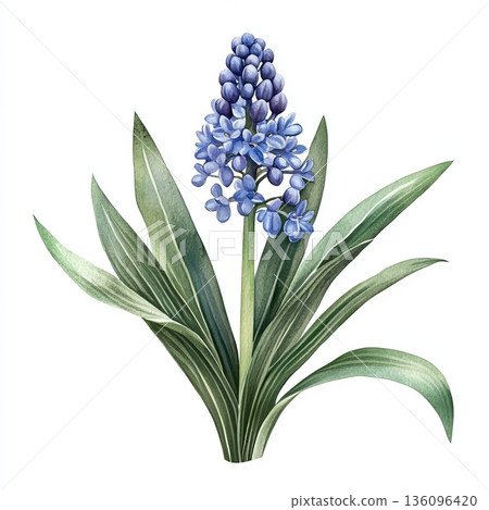 Watercolor spring flower hyacinth on white background Watercolor spring flower hyacinth on white background 136096420