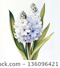 Watercolor spring flower hyacinth on white background 136096421