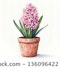 Watercolor spring flower hyacinth on white background 136096422