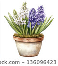 Watercolor spring flower hyacinth on white background 136096423