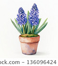 Watercolor spring flower hyacinth on white background 136096424