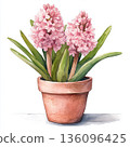 Watercolor spring flower hyacinth on white background 136096425