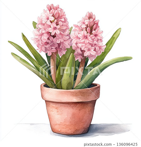 Watercolor spring flower hyacinth on white background 136096425