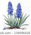 Watercolor spring flower hyacinth on white background 136096426