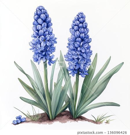 Watercolor spring flower hyacinth on white background 136096426