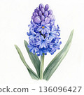 Watercolor spring flower hyacinth on white background 136096427