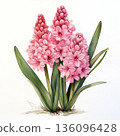 Watercolor spring flower hyacinth on white background 136096428