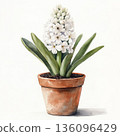 Watercolor spring flower hyacinth on white background 136096429