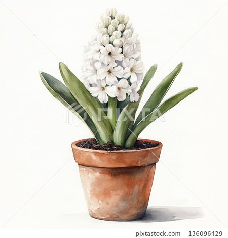 Watercolor spring flower hyacinth on white background 136096429