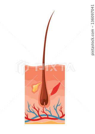 Hair growth cycle. Follicles phase. Anagen hair bulbs phase. Human hair follicle anatomy. Cross section of layers of the skin 136097041
