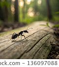 Close-Up Ant Traversing a Weathered Wood Path in a Quiet Forest Morning 136097088