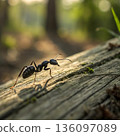 A solitary black ant traverses a textured wooden plank in warm, sunlit forest light 136097089