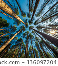 Looking Up Through Tall Pine Trees: A Lush Forest Canopy Under Bright Blue Sky 136097204