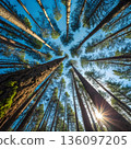 Towering pine trees stretch toward a clear blue sky, sunlight filtering through a vibrant canopy 136097205