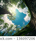 Tall trees rise toward a bright blue sky, creating a lush forest canopy 136097206