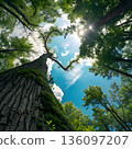 Majestic Forest Canopy From Ground Up: Tall Trunks, Green Leaves, and Bright Blue Sky 136097207
