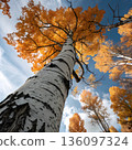 Tall birch trees rise toward the blue sky, their orange autumn leaves creating a vivid canopy. 136097324