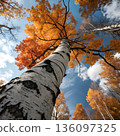 Upward View Of Birch Trees With Bright Autumn Leaves Against Clear Blue Sky 136097325
