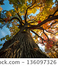 Tall birch trees rise toward the blue sky, their orange autumn leaves creating a vivid canopy 136097326