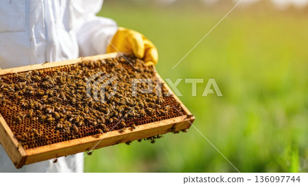 Beekeeper Inspecting Honeycomb Frame Covered with Bees in Apiary 136097744