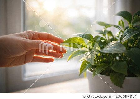 Hand Touching Green Houseplant Leaves by Sunlit Window 136097814