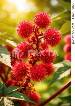 Bright Red Castor Bean Plant with Spiky Seed Pods in Sunlight 136097868