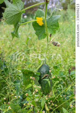 A cucumber plant stands in a field surrounded by lush greenery. A single yellow flower blooms next to a green cucumber hanging from the vine below 136098213