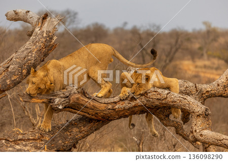 Young Lions Playing on a Fallen Tree in Kruger National Park, South Africa Young Lions Playing on a Fallen Tree in Kruger National Park, South Africa 136098290