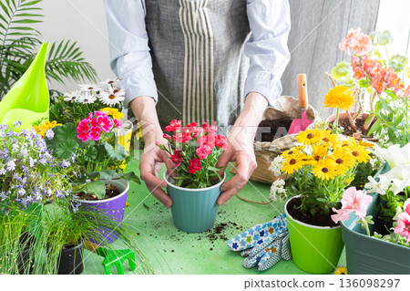 Vibrant spring balcony with a gardener planting carnation in pots, green foliage all around, soft sunlight illuminating the scene, reflecting home gardening, hobby care and nature enjoyment Vibrant spring balcony with a gardener planting carnation in pots, green foliage all around, soft sunlight illuminating the scene, reflecting home gardening, hobby care and nature enjoyment 136098297
