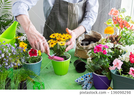 Home balcony spring setup with man planting flowers, colorful Osteospermum in pots, surrounded by greenery, evoking leisure and nature care 136098298