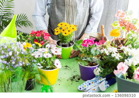 Spring terrace or balcony decorated with blooming flowers, a gardener man planting colorful Osteospermum in pots, reflecting home gardening, care and outdoor leisure 136098310