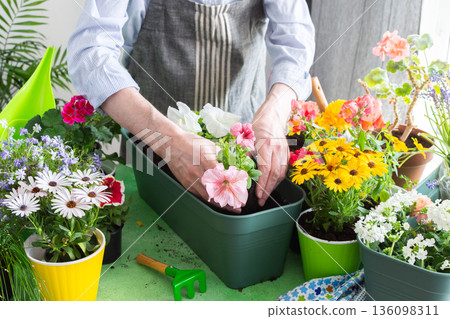 A man planting colorful petunias in pots, surrounded by lush greenery, capturing spring gardening and hobby vibes, spring decoration of a home balcony or terrace with flowers 136098311