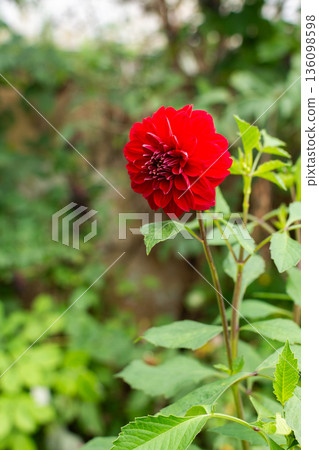 A bright red flower grows upright in a garden surrounded by various green plants. Sunlight illuminates the vibrant petals, creating a striking view 136098598
