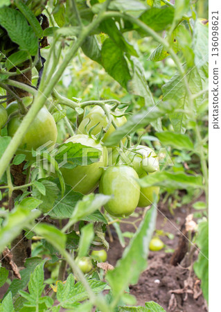 Green tomatoes are growing on plants in a garden. The plants are lush and show various stages of growth under bright sunlight Green tomatoes are growing on plants in a garden. The plants are lush and show various stages of growth under bright sunlight 136098621