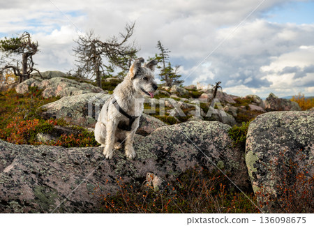 Small dog sitting on rocky hill in autumn wilderness with dramatic cloudy sky Small dog sitting on rocky hill in autumn wilderness with dramatic cloudy sky 136098675