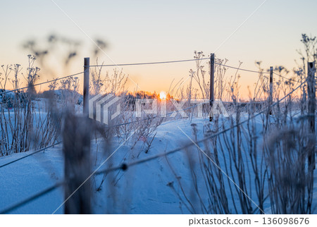 Frosty wild plants along snowy path at winter sunrise in rural countryside Frosty wild plants along snowy path at winter sunrise in rural countryside 136098676