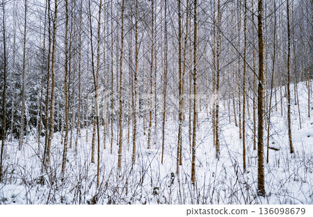Snowy birch forest in winter with bare trees and serene Nordic landscape 136098679