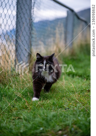 Black and white domestic cat walking on green grass outdoors 136098682