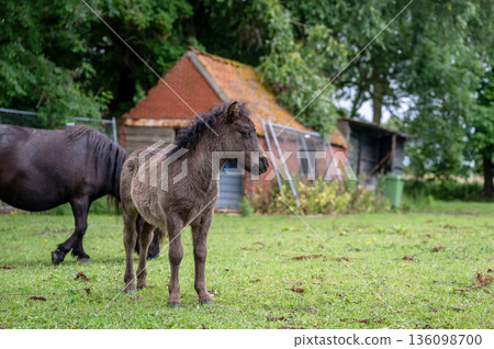 Curious pony foal standing on green farm meadow with rustic barn in countryside 136098700