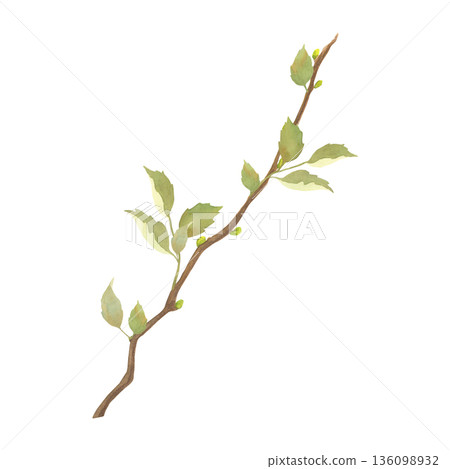 Watercolor Spring Branch with Fresh Green Leaves Watercolor Spring Branch with Fresh Green Leaves 136098932